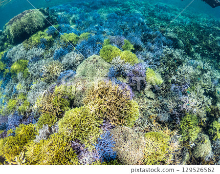 Coral in the sea of Ogami Island, 4km from Miyako Island 129526562