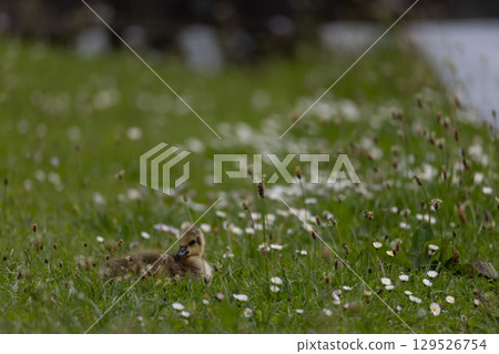 Duckling Resting on Flowered Grass 129526754
