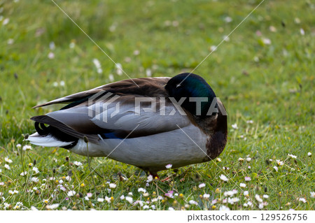 Sleeping Mallard Duck on Grass Sleeping Mallard Duck on Grass 129526756