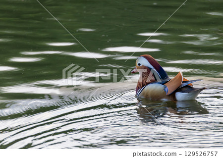Mandarin Duck Swimming in Pond Mandarin Duck Swimming in Pond 129526757