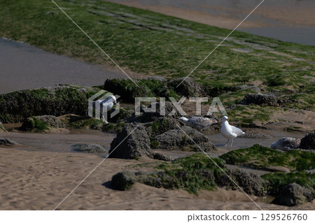 Seagulls on Rocky Beach 129526760