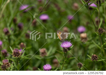 Butterfly Feeding on Wild Blossom 129526792