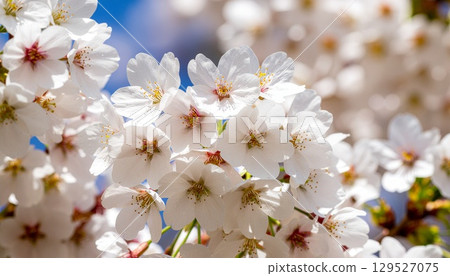 櫻花盛開 129527075