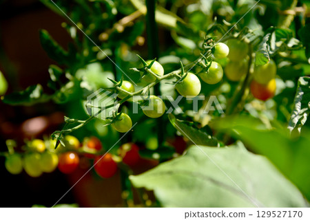 菜園櫻桃西紅柿 129527170