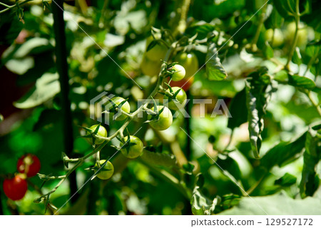 菜園櫻桃西紅柿 129527172