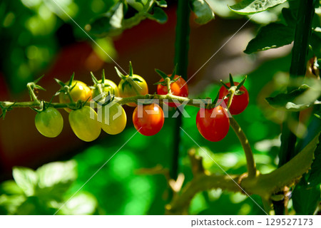 菜園櫻桃西紅柿 129527173
