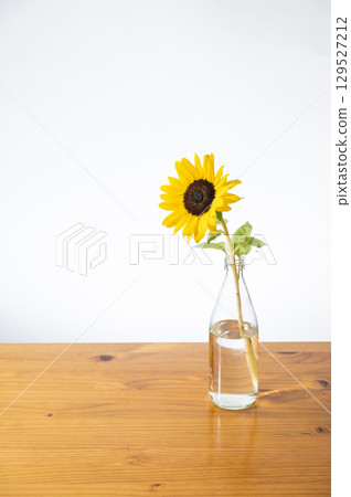 向日葵花 129527212