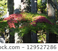 Autumn leaves surrounded by green 129527286