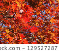 Bright red autumn leaves 129527287