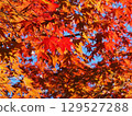 Bright autumn leaves 129527288