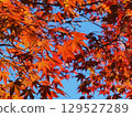 Autumn leaves that shine in the blue sky in autumn 129527289