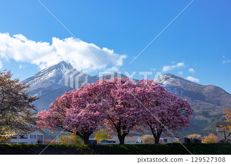 福島縣山郡豬苗代町西館：長瀨川運動公園附近的重瓣櫻花和會津磐梯山的景色 129527308
