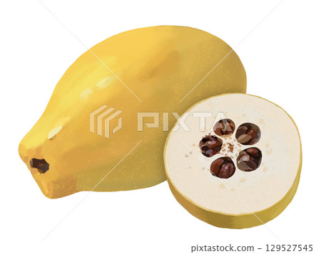 Quince (1 piece and cross section) 129527545