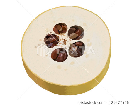 榅桲（橫斷面） 129527546