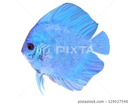 Discus (Royal Blue) Discus (Royal Blue) 129527548