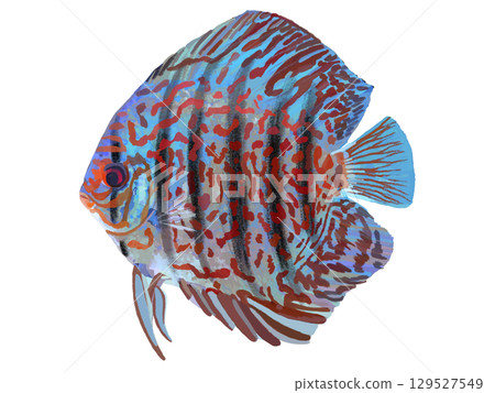 Discus (Vietnamese Red Turgoise) 129527549