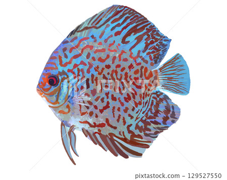 Discus (Red Turgoise) Discus (Red Turgoise) 129527550