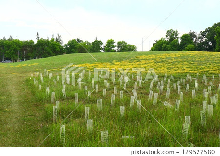 young trees with protective mesh tubes young trees with protective mesh tubes 129527580
