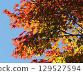 Autumn leaves shining in the blue sky 129527594