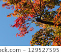 Autumn leaves shining in the blue sky 129527595