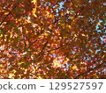 Autumn leaves shining in the autumn sky 129527597