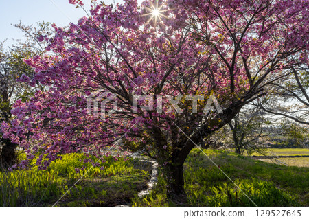 Backlit rows of double cherry blossom trees along a stream in Sekito, Inawashiro Town, Yama District, Fukushima Prefecture 129527645