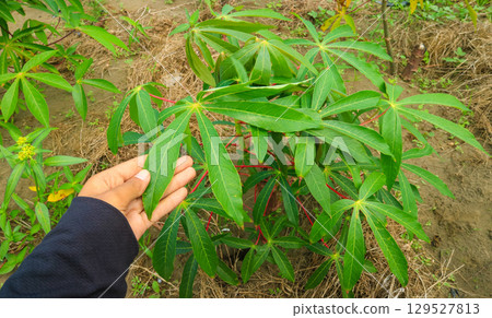Woman holding cassava leaves in the garden. Agriculture and rural farming concept 129527813