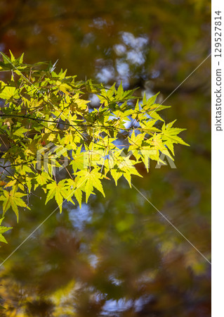 國立武藏山森林公園的秋葉 國立武藏山森林公園的秋葉 129527814