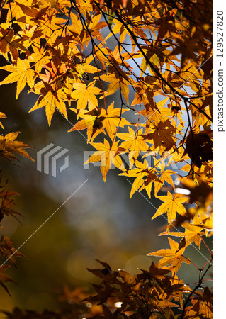 Autumn leaves of National Musashi Hills Forest Park Autumn leaves of National Musashi Hills Forest Park 129527820