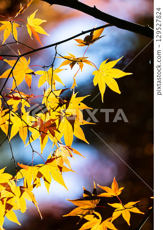 Autumn leaves of National Musashi Hills Forest Park 129527824