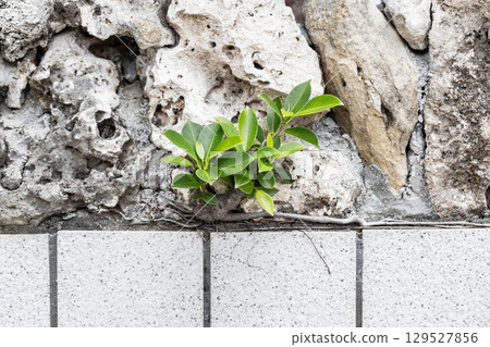 A banyan tree growing naturally on the wall 129527856
