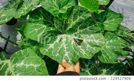 Woman farmer Hands holding pumpkin leaves in southeast asia field. Agriculture and plant care concept Woman farmer Hands holding pumpkin leaves in southeast asia field. Agriculture and plant care concept 129527908