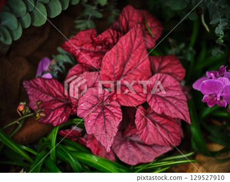 Colorful red leaves surrounded by green foliage in a vibrant garden setting 129527910