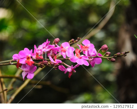 Bright pink orchids blooming in a lush green garden during a sunny afternoon 129527912