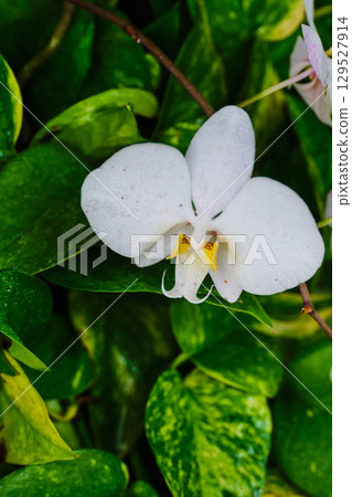 White orchid blossoms among lush green leaves in a botanical garden during daytime 129527914