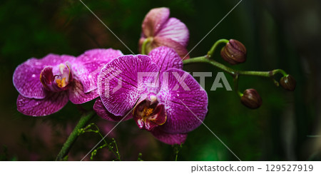 Beautiful purple orchids blooming in a tropical setting surrounded by lush greenery 129527919