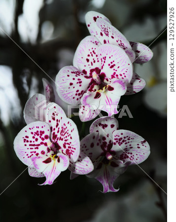 Colorful orchids bloom in a tropical garden showcasing vibrant details and elegant patterns in the morning light 129527926