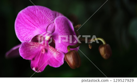 Bright pink orchid blooming amidst lush green foliage in a serene garden setting 129527929