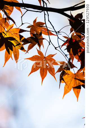 Autumn leaves of National Musashi Hills Forest Park 129527930