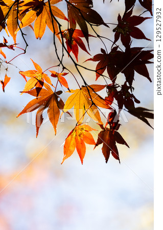 Autumn leaves of National Musashi Hills Forest Park Autumn leaves of National Musashi Hills Forest Park 129527932