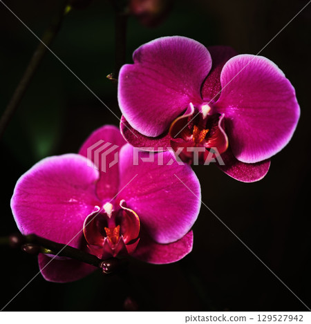 Vibrant purple orchids bloom in a dark tropical setting, showcasing their intricate details and beauty in full glory 129527942