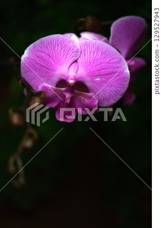 Vibrant orchid blooms in a secluded garden at dusk showcasing delicate petals and rich colors 129527943