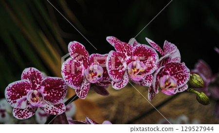 Vivid pink orchids bloom gracefully in a lush garden showcasing natural beauty and elegance during springtime 129527944