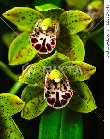Vibrant orchid blooms showcasing intricate patterns in a lush garden environment during summer Vibrant orchid blooms showcasing intricate patterns in a lush garden environment during summer 129527946