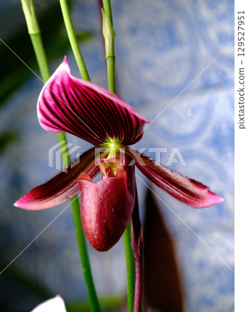 Close-up of a vibrant pink and maroon orchid blooming indoors beside blue patterned wallpaper 129527951