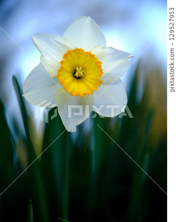 Beautiful daffodil blooming in a garden with soft blue background during springtime 129527953