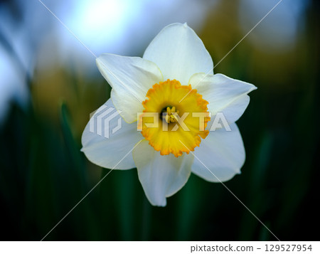 Bright daffodil blooming in a lush garden during spring with soft blurred background enhancing its beauty 129527954