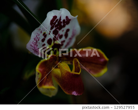 Vibrant orchid blossom with intricate patterns and vivid colors in a natural setting 129527955