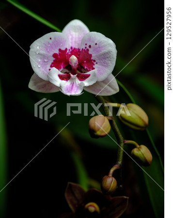 Beautiful orchid blooming in a lush garden with striking colors and delicate petals in the early morning light 129527956