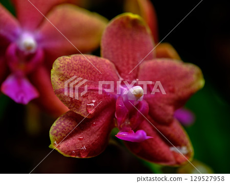 Bright red orchid blossoms showcase nature's beauty in a tropical setting during daylight hours 129527958